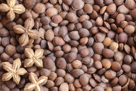 Legumes of Sacha inchi or Inca peanut for design concept health care of tropical herbs.の写真素材