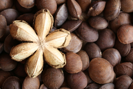 Legumes of Sacha inchi or Inca peanut for design concept health care of tropical herbs.の写真素材