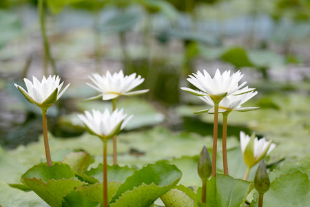 White Lotus flower bloom in pond,water lily in the public park and green leaves surrounding.の写真素材