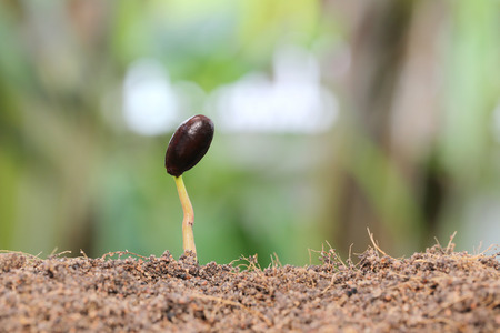 Seedlings grow on the ground in the garden,Concept of growth.の写真素材