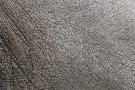 Asian Elephant Skin of rough Texture for design background.の写真素材