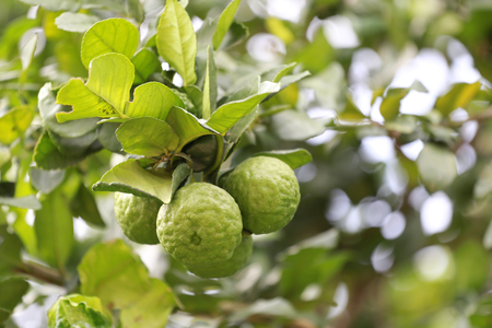 fresh bergamot fruit on tree in the Vegetable garden.の写真素材