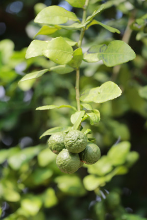 fresh bergamot fruit on tree in the Vegetable garden.の写真素材