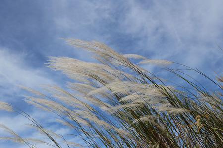 Grass flowers are waver by the wind on blue sky background.