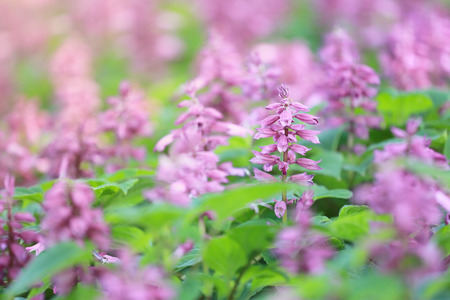 Fresh Lavender flower in the garden for Concept of the beauty of nature flora.の写真素材
