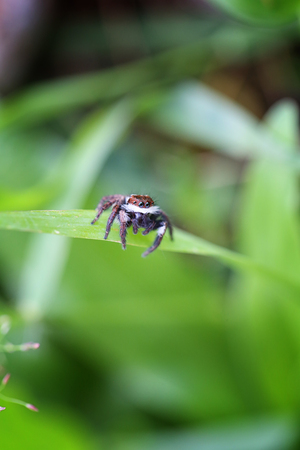 Spider jumping on green leaf in the garden.の写真素材