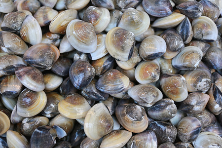 Fresh sea shells in seafood market in Thailandの写真素材