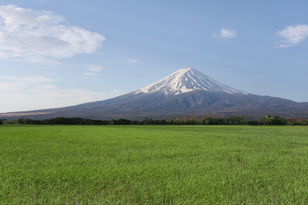 Rice in the rice farming area and have Mount Fuji in the daytime,concept of tourism and landscape.の写真素材