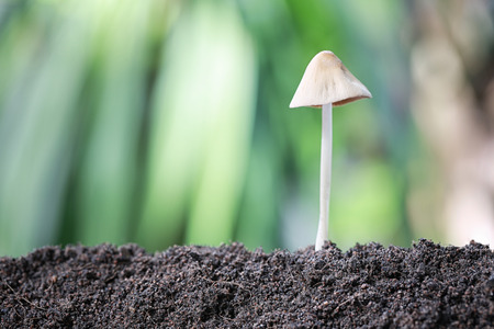 Mushroom poisoning growing on ground in a backyard.の写真素材