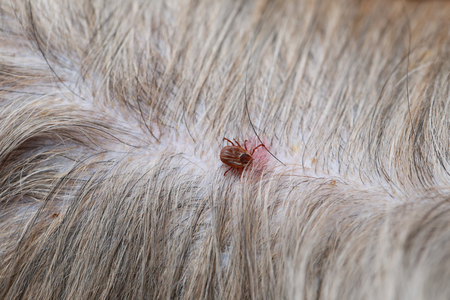 Big Ticks on a dog in cleaning,insects crawling of disease in pets.の写真素材