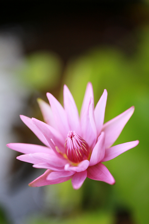 purple lotus in the pool for design in your work.の写真素材