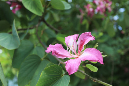 Pink Bauhinia purpurea flower bloom in the garden.の写真素材