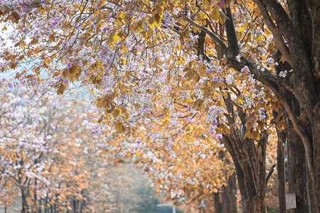 Leaf color change and blooming flowers in the spring garden.の写真素材