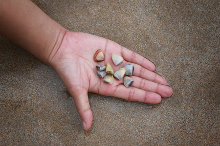 Pharella javanica or seashell tropics on hand,concept of animals as raw materials for cooking.