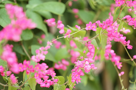 Tropical pink flowers are blooming in the garden for design nature background in your work.の写真素材