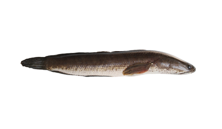 Snakehead fish isolated on white background and have clipping paths.の写真素材