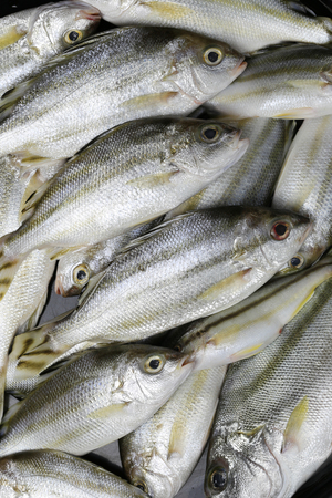 Raw Trumpeter or Grunter fish of ingredients for cooking,foods animal background.の写真素材