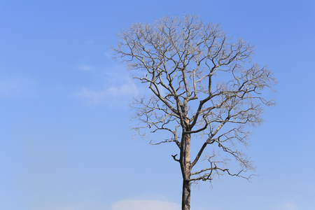 Branch of dead tree on blue sky background for design idea in your work.の写真素材