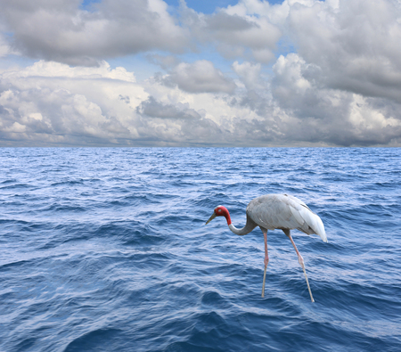 The head of a Gruidae flamingo or Grus antigone antigone bird in the water and have sea view sky background.の写真素材