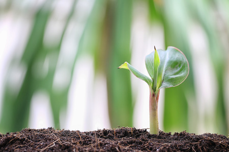 Seedlings of banana tree on soil in the vegetable garden for design in concept of agriculture and growth.の写真素材