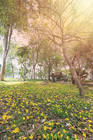 Yellow trumpet tree or tree of gold and in tropical countries called paraguayan yellow trumpet tree Blossoming in the garden of Thailand.の写真素材