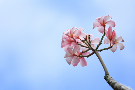 Pink Plumeria flowers are blooming in the garden on a background of blue sky on a bright day.の写真素材