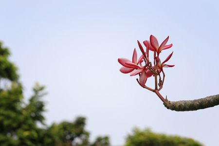 Pink Plumeria flowers are blooming in the garden on a background of blue sky on a bright day.の写真素材