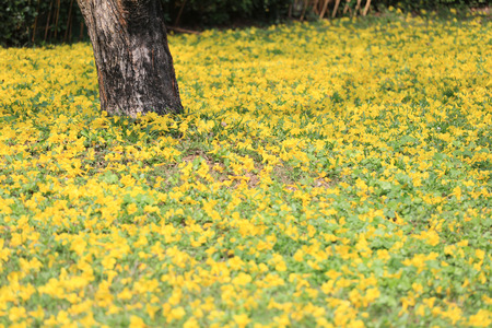 Yellow flowers bloom of yellow trumpet tree or Paraguayan trumpet tree on green lawn in the spring...
