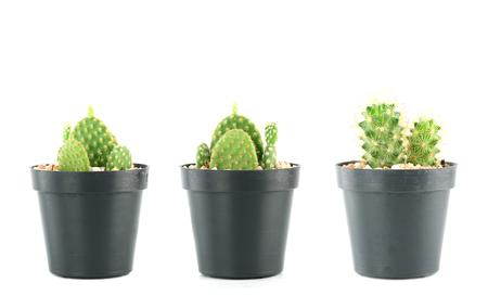 Fresh green cactus in a plastic flower pots of Collection set isolated on white background.の写真素材