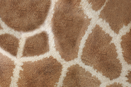 Surface of Giraffe Leather skin background for design in your work Texture concept.の写真素材