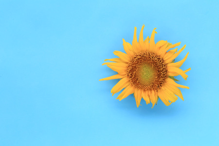 Sunflowers are blooming on blue background and have copy space for design in your work concept.の写真素材
