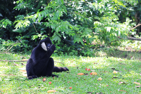 Pileated Gibbon or Asian Black monkey to eating foods on the green grass.の写真素材