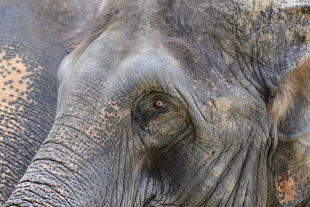 Asian elephants in the zoo,Focus on the eyes.の写真素材