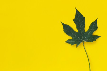 Green leaf chaya plant isolated on yellow background and have copy space for design in your work.の写真素材