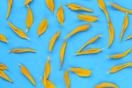 Yellow Sunflower petals on blue paper background for design in your work.