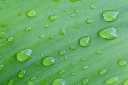 Bright green leaves and have droplet water in the morning air for design nature background in your work.の写真素材