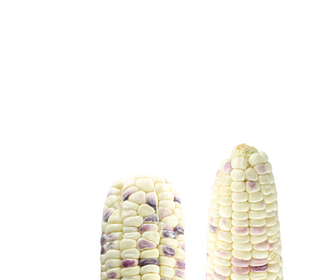 half of a fresh white corn isolated on white background.