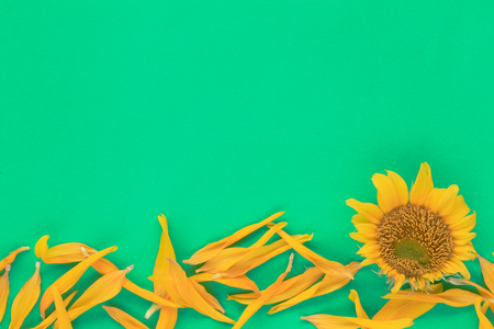 Sunflowers are blooming on the background of green paper and have copy space for your design.の写真素材
