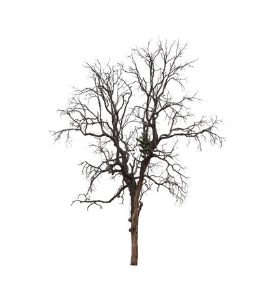 Tropical tree isolated on white background for design in your work nature concept. の写真素材