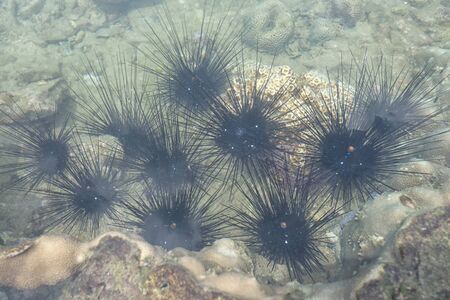 Black Sea urchin on stone in sea for design in your work animal ocean concept.の写真素材