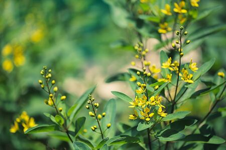yellow sweet clover blooming on tree in the flower garden.の写真素材