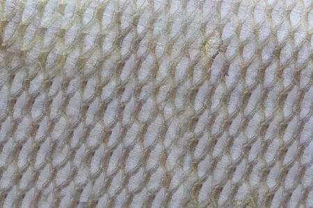 Surface of the fish skin background Fabric of Marine fish for design in your work concept.の写真素材