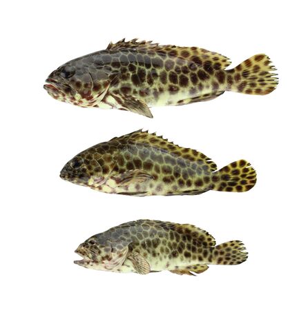 GREASY GROUPER or Coral Sea basses fish isolated on white background and have clipping paths.