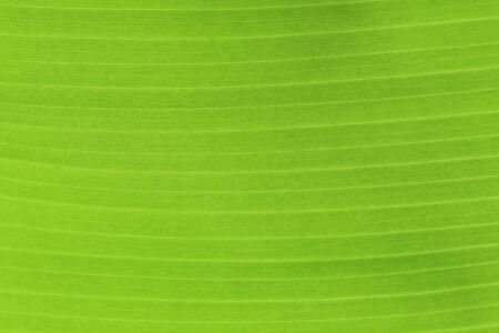 Banana leaf close up texture background for design in your work nature backdrop concept.