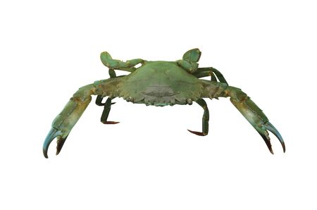 Sea stone crab isolated on white background  for easy design in your concept.