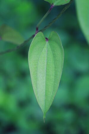 Heart shaped leaves on tree in the garden,concept of love nature.の写真素材