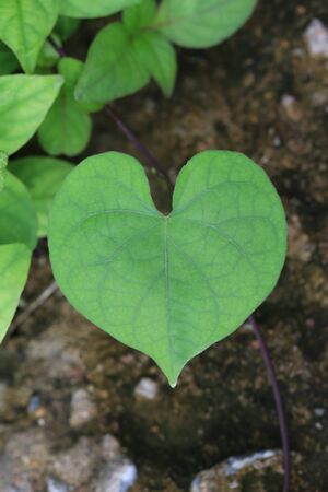 Heart shaped leaves on tree in the garden,concept of love nature.