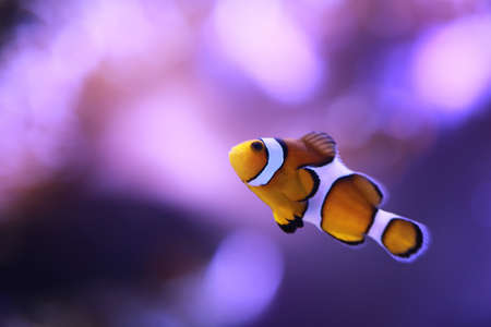 Focus on the eyes of clownfish fish or anemonefish,Sea fish along the coral reef that is loved by children.の写真素材