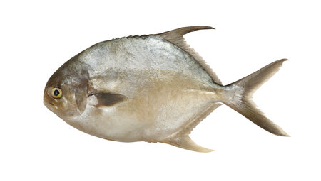 Pomfret fish isolated on white background and have copy space with large picture.