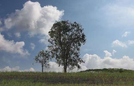 Big tree in the field and blue sky background in clear weather.